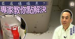 【on.cc東網】你要知：密封容器都無法防蟻？ 專家推3寶輕鬆滅蟻