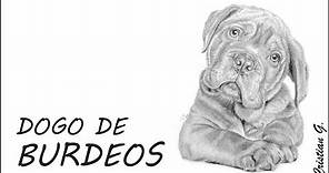 Como dibujar un perro - Dogo de Burdeos