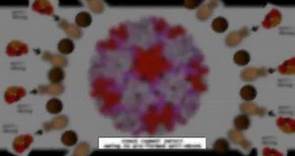 Hepatitis B Virus Movie (HD) - ANTIGENS/ANTIBODIES/Structure, Vaccine, Infection - How it works