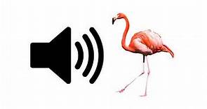 Flamingo - Sound Effect | ProSounds