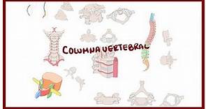 ANATOMIA | Columna vertebral (curvaturas, vértebras, relaciones) | BLASTO
