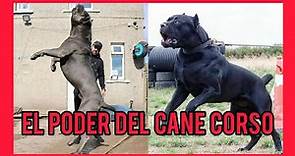 El Cane Corso, guardian Italiano