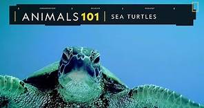 101動物教室：海龜《國家地理》雜誌