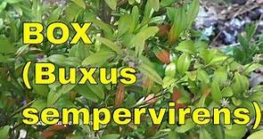 Buxus sempervirens - common box, European box or boxwood tree identification uk