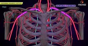 Internal thoracic Artery - Animated Anatomy