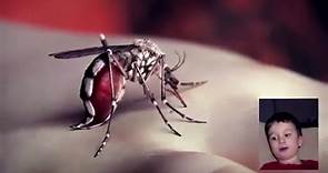 Yeah Yeah Yeahs Mosquito Video Official