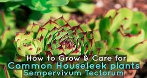How to Grow & Care for Common Houseleek plants | Sempervivum Tectorum