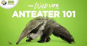 Everything to Know About Caring for GIANT ANTEATERS - The Wild Life