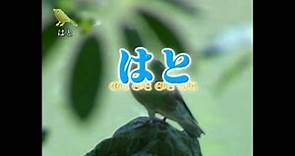 唱歌學日語 - 日本童謠 1-25 はと - 鴿子