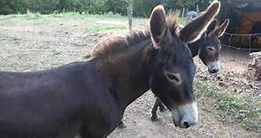 Burros (Equus africanus asinus) en Hondarribia