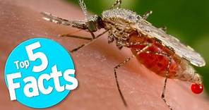 Top 5 Mosquito Facts