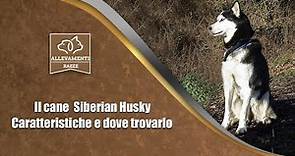 Il cane Siberian Husky - Caratteristiche e dove trovarlo -
