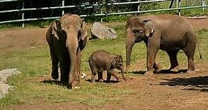 Baby elephant Ajay's debut at Rosamond Gifford Zoo in Syracuse