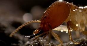 Inside A Termite Fortress | Seasonal Wonderlands | BBC Earth