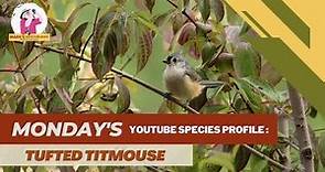 Species Profile: Tufted Titmouse