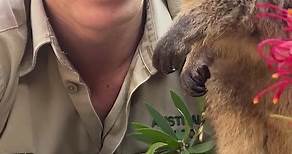 Come meet the newest additions to our Australia Zoo animal family… quokkas!!