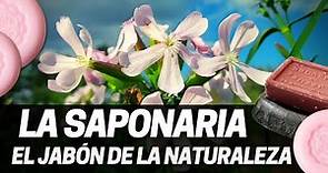 Usos y propiedades de la Saponaria officinalis, El jabón de la Naturaleza