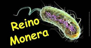 Reino Monera - bactérias e cianobactérias.
