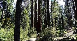 Exploring Calaveras Big Trees State Park: Visitor Center, North Grove Trail & GIANT Sequoias