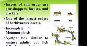 Classification Of Insect Order Orthoptera | Forest Education