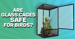 Are glass cages SAFE for birds?