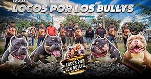 ¡EXOTIC Y AMERICAN BULLY DESDE CHINA!