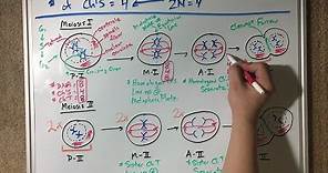 Meiosis Diagrams Drawing Demo - Virtual Lab