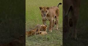 Roaring Love: The Lioness and Her 8 Playful Cubs
