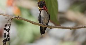 Male Bee Hummingbird