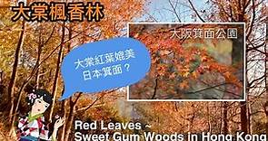【大棠賞紅葉】元朗大欖郊野公園～楓香林• 45分鐘輕鬆遊 ｜【Red leaves in Hong Kong 】Tai Tong Sweet Gum Woods family walk