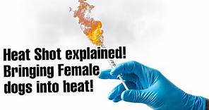 Heat Shot explained! Bringing Female dogs into heat!💉🔥