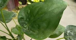 Alocasia cucullata 觀葉植物 尖尾姑婆芋(佛手芋)圖鑑