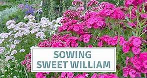How To Sow Sweet William Seeds / Dianthus Barbatus