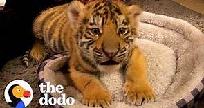 A Year In The Life Of A Baby Tiger | The Dodo Little But Fierce