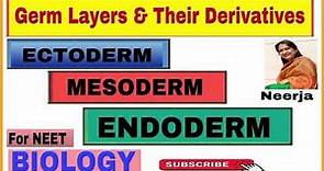 Derivatives of germ layers - Ectoderm , Mesoderm , Endoderm /Biology / NEET / by Neerja