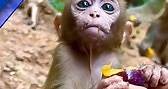 A happy monkey loves his snack