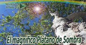 El Plátano o Platanera de Sombra - Platanus x hispanica
