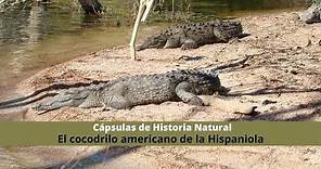 El cocodrilo americano de la Hispaniola (Cápsulas de Historia Natural)