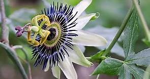 TOUT SAVOIR SUR LA FLEUR DE LA PASSION (PASSIFLORE) : BOTANIQUE, HISTOIRE DU NOM, PARTICULARITÉS