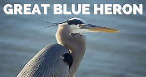Great Blue Heron | "I'm patient!"