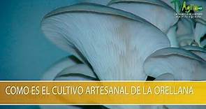 Como es el Cultivo Artesanal de la Orellana- TvAgro por Juan Gonzalo Angel Restrepo