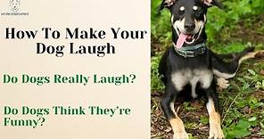 Complete Guide On How To Make Your Dog Laugh