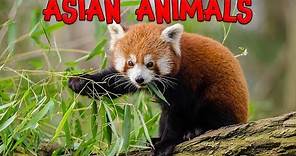 Asian Animals! Learn the names of Asian Animals for Kids