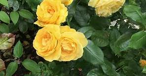 Rosa Julia Child aka Absolutely Fabulous | Rose Review