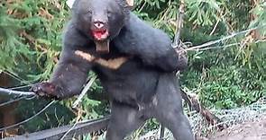 悲慘！ 台灣黑熊遭台中果農「山豬吊」困住 前肢、嘴巴濺血 - 生活 - 自由時報電子報