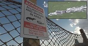 Despite Horrific Tragedy, Alligators Were Still Found Near The Disney Resort