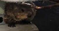 WATCH: Journal reporter Wesley Young has a brief encounter outside the newsroom with - a groundhog?