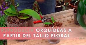 Cómo REPRODUCIR ORQUÍDEAS a partir del tallo floral 🌸 Reproducir orquídeas en casa 🌱 Jardinatis