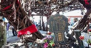 超過三百歲的澎湖神樹【通樑古榕】 - 澎湖白沙 Tongliang Gurong, Baisha Township Penghu (Taiwan)