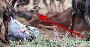 Wild dogs eat young wildebeest - Zimanga Game Reserve, South Africa | Extreme nature